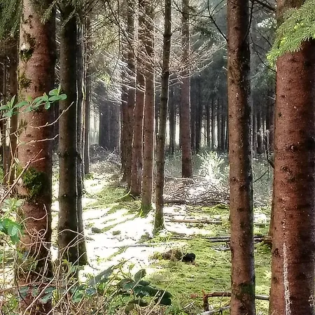 144 De Geluksvogel Chalet *